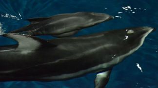 Photos: Shedd Welcomes Baby Dolphin