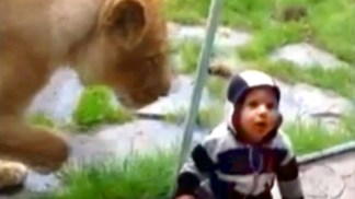 Lion Swipes at 1-Year-Old Boy