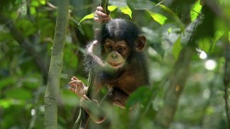 "Chimpanzee"