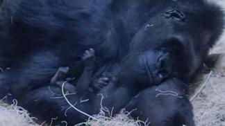 First Look: Baby Gorilla at Lincoln Park Zoo