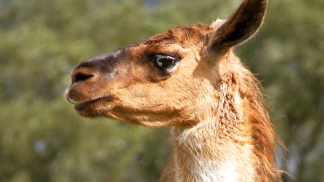 Police Capture Escaped Llama In California
