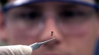 West Nile Still a Mysterious Ailment