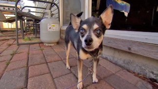 Chihuahua Owner Fends off Coyotes