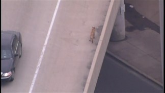 Sky 5: Dog Runs Loose on Kennedy Expressway