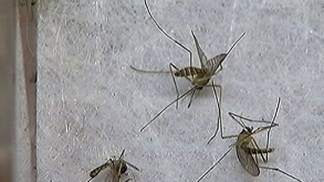 Cook County West Nile Cases Increasing