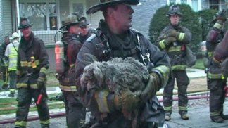 Sights & Sounds: Dogs Rescued