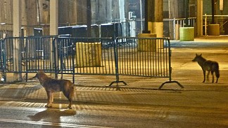 Year In Review: Animal Stories of 2012