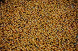 Windy City Rubber Ducky Derby