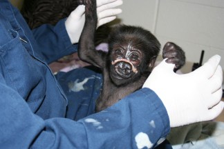 Zoo Vet Updates on Baby Gorilla Injury