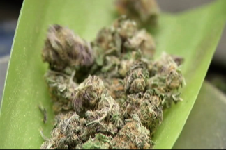 Chicago Gets New Pot Policy