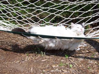 Cat Napping