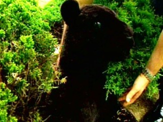 Toy Cougar Tasered by Cops