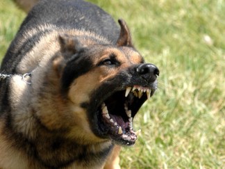 Ald. Wants You to Keep Your Dog Quiet