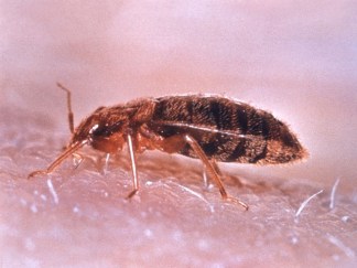 Bedbugs Infest Mattress Stores, Says City