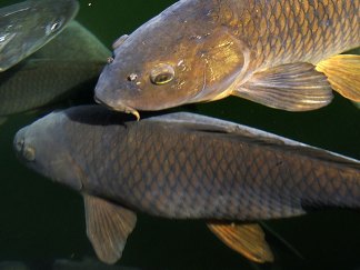 Authorities Unveil Big Plan to Stop Asian Carp