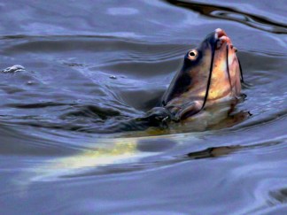 Killer Carp In Hiding