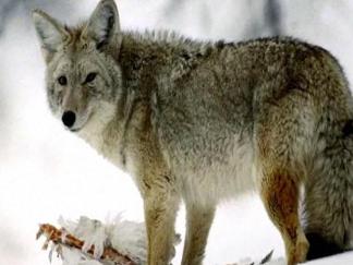 Suburbs are Coyote Ugly