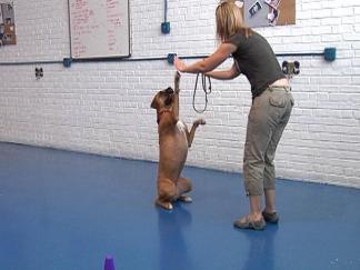 Pet Pampering as Popular as Ever
