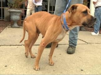 Cops Bust Dogfighting Ring at Day Care