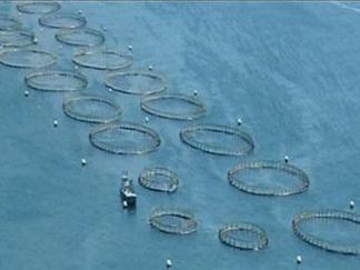 Fish Farms:  A "Reel" Alternative?