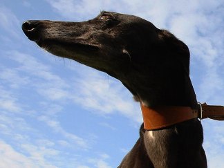 Photos: Greyhounds Up for Adoption