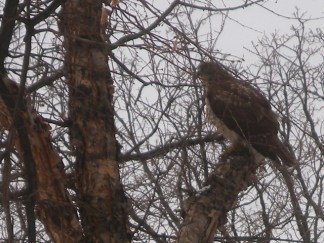 PHOTOS: Hawk Crashes Through Window