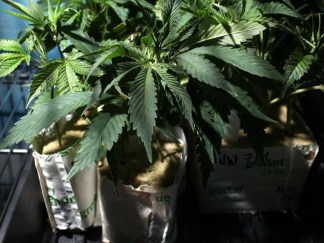Up in Smoke: Illinois' Biggest Drug Busts