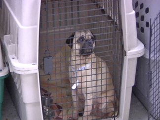Dozens of Designer Dogs Rescued