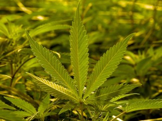 Inside the Gecan's Pot Operation