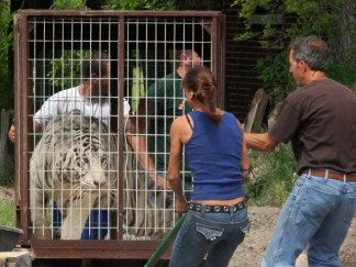 PHOTOS: Confiscated Tigers