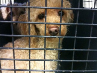 Designer Dogs Rescued from Tenn. Puppy Mill