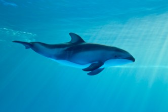 Voting Closed: Shedd Aquarium's Baby Dolphin Names