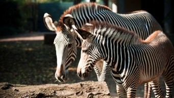 Man Busted After Driving Zebra to Bar
