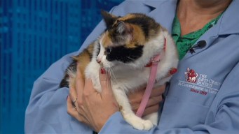 Adopt a Pet: April 21