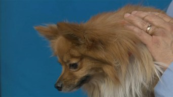 Adopt a Pet: May 4
