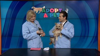 Adopt A Pet: April 27