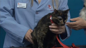 Adopt A Pet: May 18