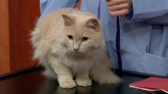 Adopt A Pet: April 28