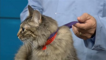 Adopt A Pet: June 16