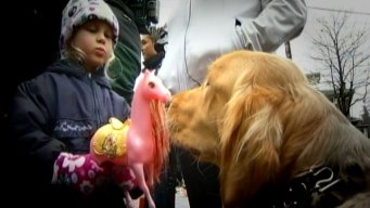 Chicago Comfort Dogs Assist in Newtown