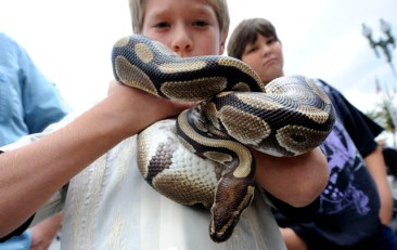 Python Strangles Toddler to Death