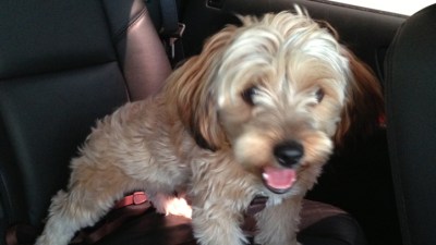 How (and Why) to Have a Dog-Friendly Office