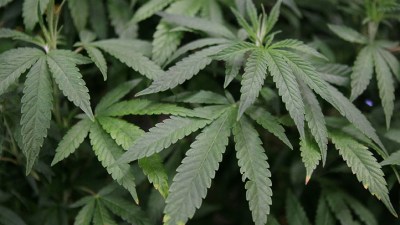 11 Pot Tickets Issued in First Weekend of New Policy