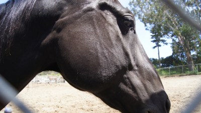A Horse Named Blago