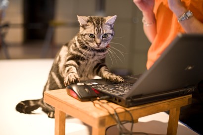 Curiosity did not kill the cat this time around as this cat searches for some sweet online deals that could help save you money with food, entertainment and travel costs.