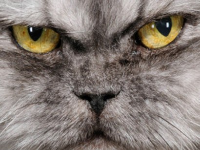 This isn't the cat, but this one looks like it might have just cheated death. This isn't the cat, but this one looks like it might have just cheated death.
