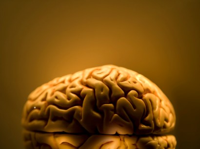The human brain.