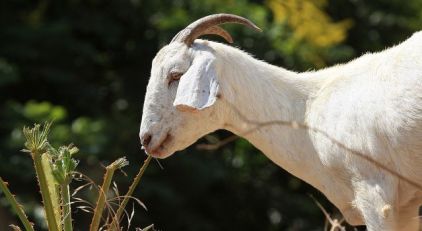 Bring on the Drunken Goat