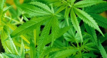 Unanswered 911 Call Leads To Pot Arrest