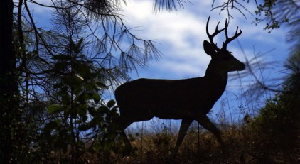Revenge of the Deer